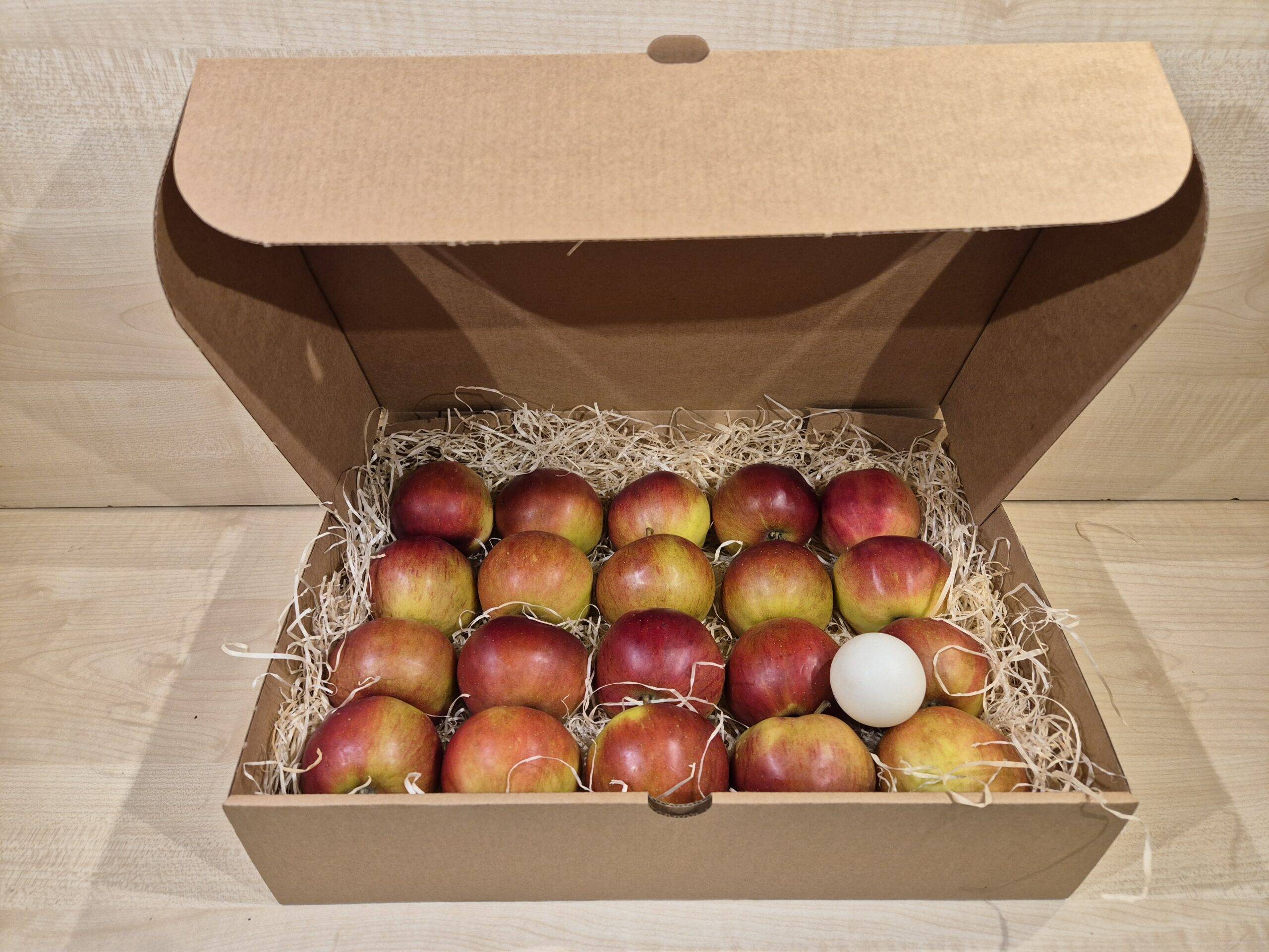 Taluõun 'Antei' 55-65