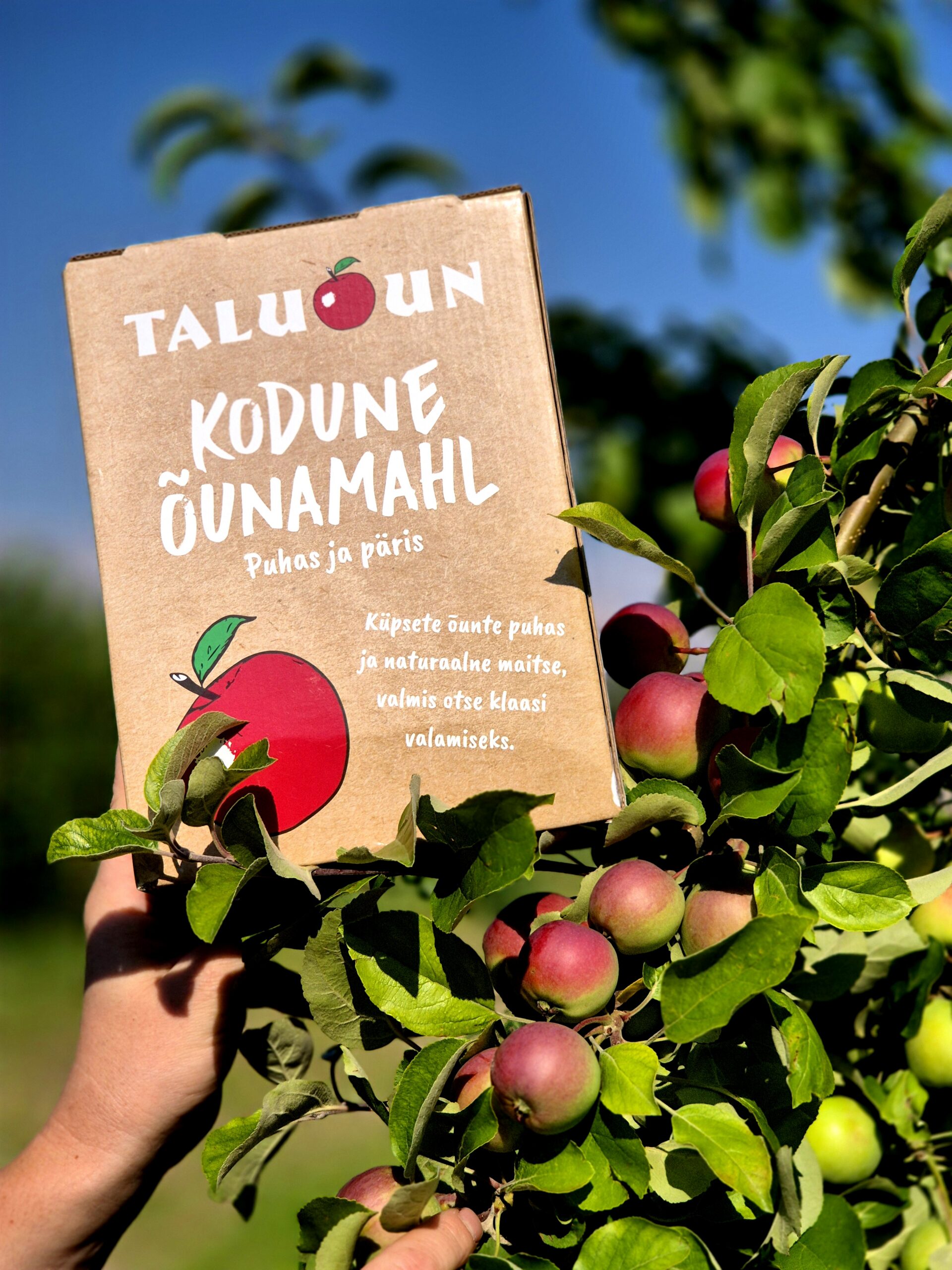 KODUNE ÕUNAMAHL, 3L - Pilt 3